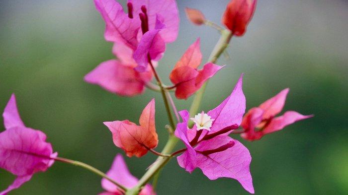 Bunga Kertas - Bougenville