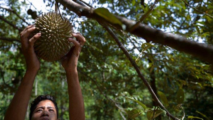 Gambar yang diambil pada tanggal 22 Juli 2017 ini menunjukkan seorang anak desa sedang memetik buah durian dari pohon di sebuah perkebunan di Lhoong, provinsi Aceh. Durian, buah yang sangat berharga di Asia Tenggara, dikenal sebagai 'raja buah-buahan', dan meskipun dikenal secara internasional karena baunya yang kuat, ukurannya yang besar dan kulitnya yang berduri, durian juga sangat bergizi, tidak mengandung kolesterol tetapi tinggi kadar vitamin C dan potasium, dan merupakan sumber karbohidrat yang baik.