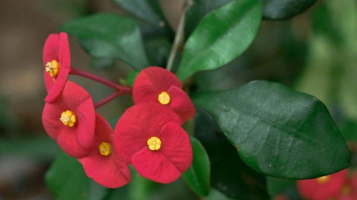 Euphorbia - Mahkota Duri