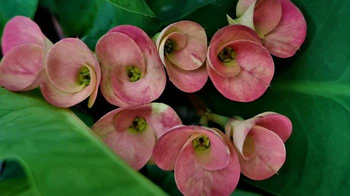 Euphorbia - Mahkota Duri