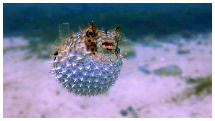 Ikan buntal memiliki kemampuan menggembungkan dirinya jika merasa terancam oleh predator lain.