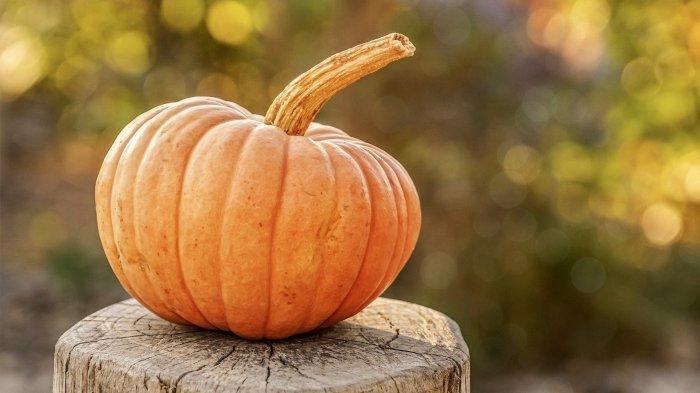 Ilustrasi labu 55566