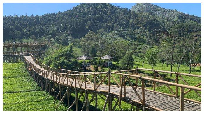 Jembatan kayu di Kebun Teh Sikatok.