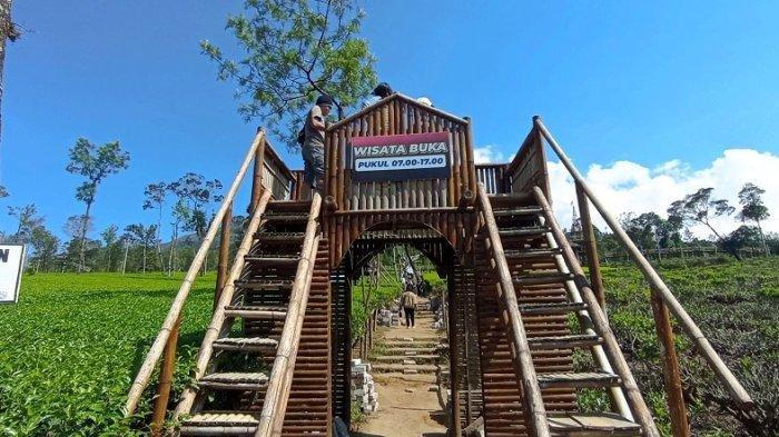 Spot selfie di Kebun Teh Sikatok.