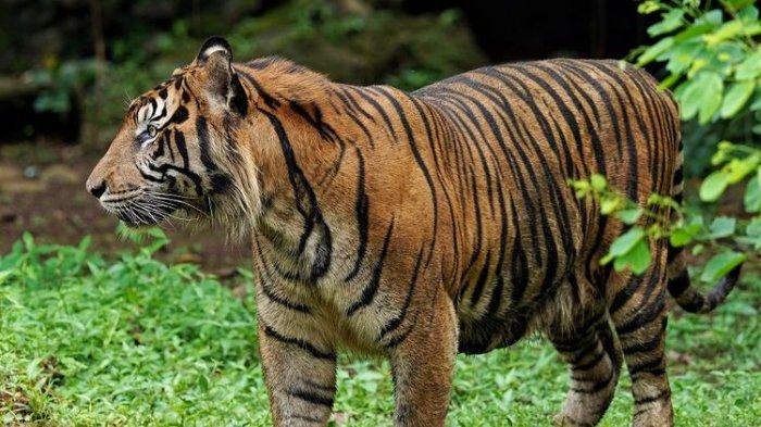 Harimau Sumatra di Kebun Binatang Ragunan, Jakarta.