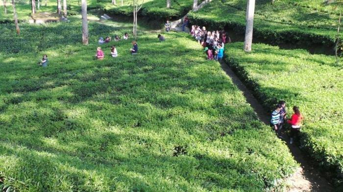 Agrowisata Kebun Teh Tambi Wonosobo