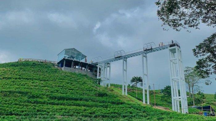 Hamparan kebun teh yang berada di bawah jembatan kaca kemuning