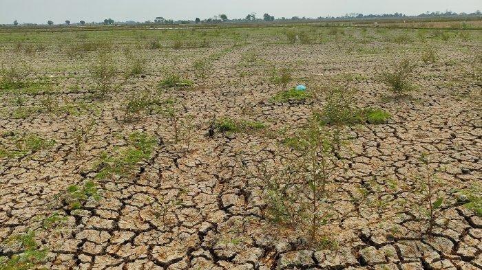 BMKG akan melakukan Operasi Modifikasi Cuaca untuk mencegah kekeringan saat musim kemarau 2024.