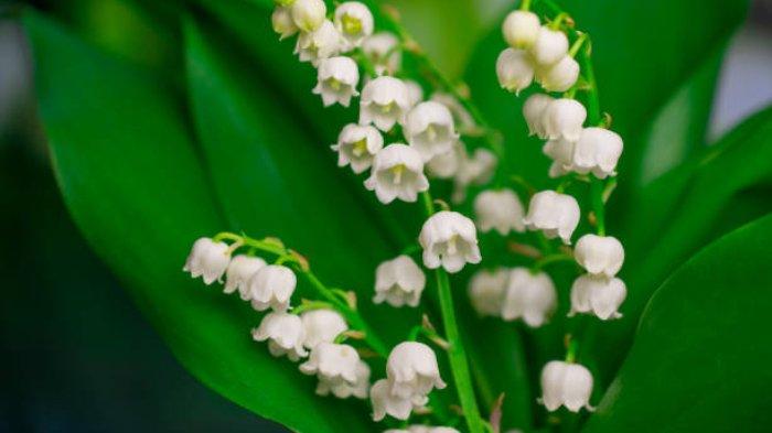 Lily of the Valley (Convallaria majalis)