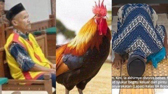 Mbah Suyatno Bebas Usai Dituduh Bu Kades Maling Ayam ‘Jimat’ yang Membuatnya Menang Pilkades