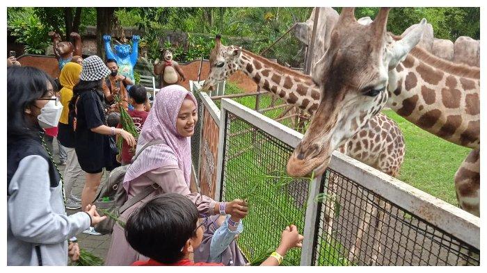 Pengunjung berinteraksi dengan satwa di Batu Secret Zoo.
