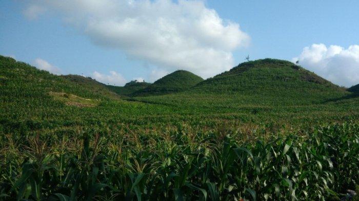 Pesona Bukit Teletubbies