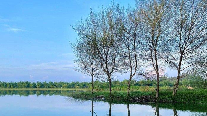 Suasana yang asri di Laguna Pantai Glagah.