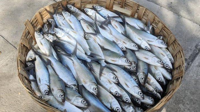 Susu ikan terbuat dari daging ikan laut