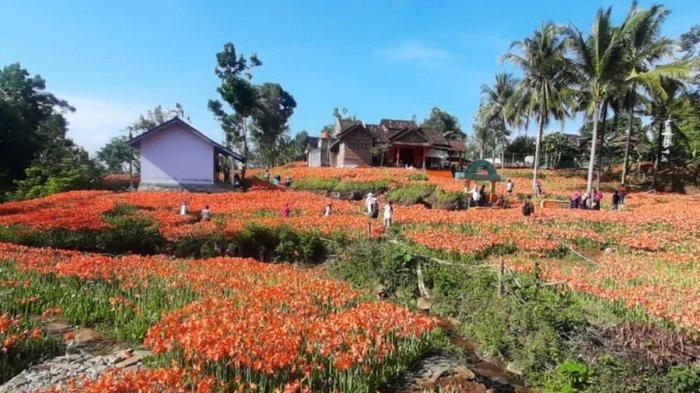 Suasana Taman Bunga Amarilis