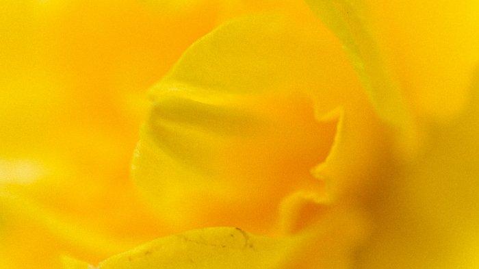 Xanthophobia (Fobia Warna Kuning)