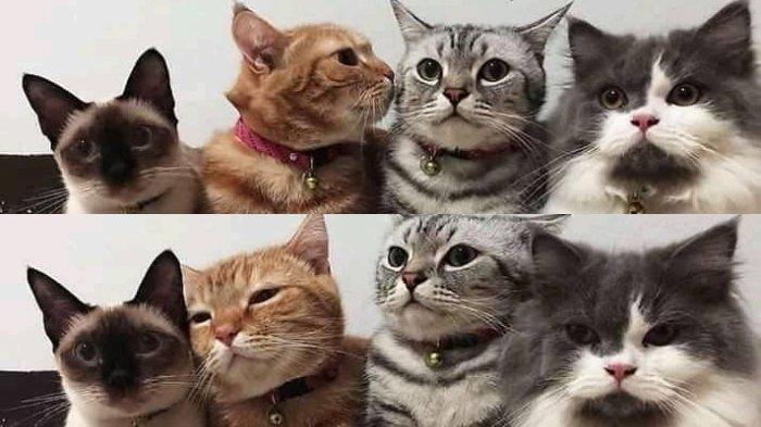 Felinofobia - Ailurophobia (Fobia Kucing)