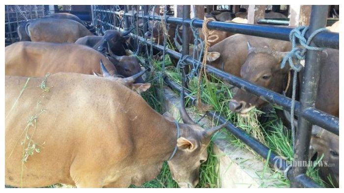 Sapi (Hewan Ternak) - TribunnewsWiki.com
