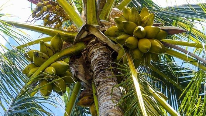 Pohon Kelapa