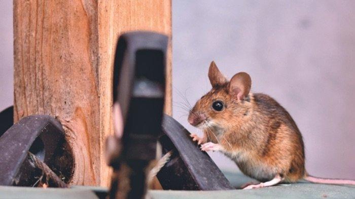 Berurusan dengan tikus di rumah bikin jengkel. Anda akan berusaha mengusir atau membasmi tikus di rumah dengan segala cara.