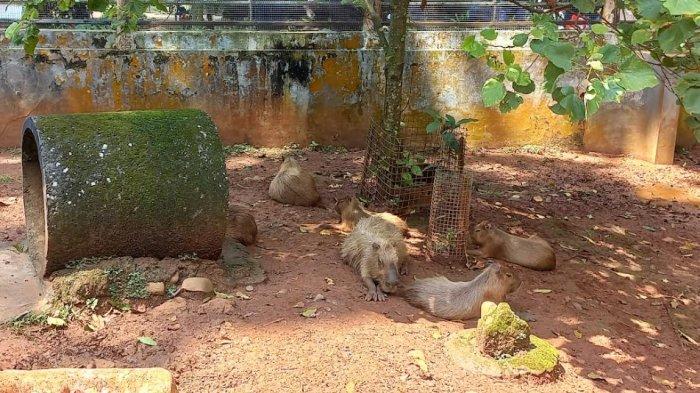 Taman Margasatwa Ragunan menjadi salah satu destinasi wisata andalan di Jakarta, karena memiliki varietas hewan yang sangat lengkap dan luas area yang besar