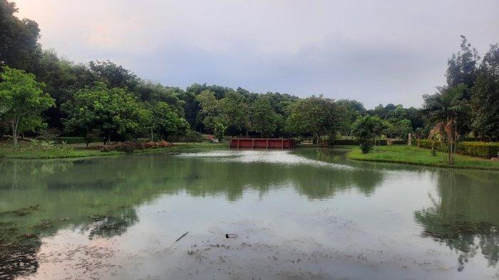 Keindahan Kebun Raya Cibinong di Cibinong Science Center, Jalan Raya Jakarta-Bogor Km.46, Cibinong, Jawa Barat pada Jumat (26/7/2024).