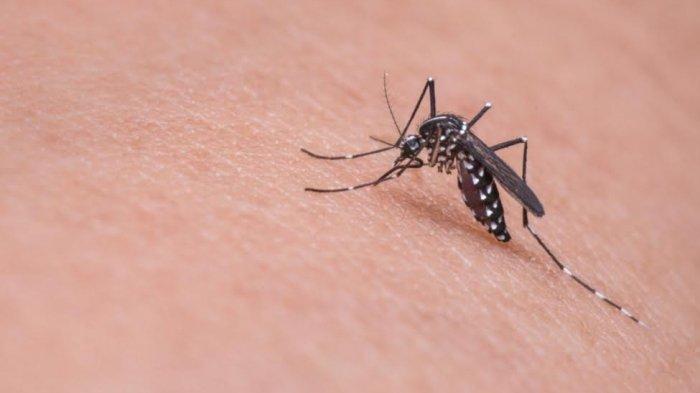 Nyamuk penyebab demam berdarah dengue