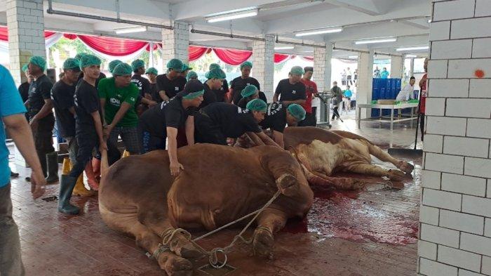 Penyembelihan hewan kurban milik Jokowi dan Maruf Amin di Masjid Istiqlal, Jakarta Pusat, Sabtu (1/7/2023)