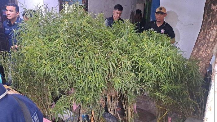 Polisi melakukan penggerebekan di rumah AJ, tempat budidaya narkotika jenis ganja