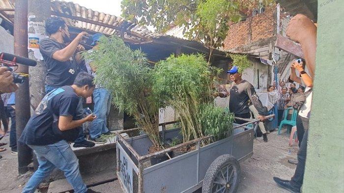 Polisi membawa barang bukti narkotika jenis ganja dari rumah warga di Cengkareng, Jakarta Barat