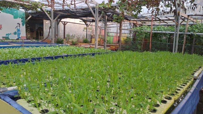 Suasana urban farming di GSG 07 Kembangan Utara, Jakarta Barat.