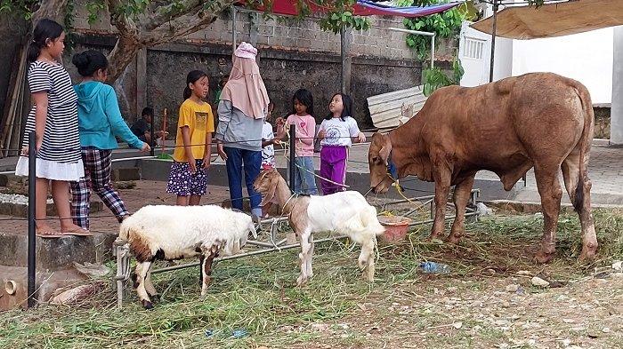Ilustrasi hewan kurban yakni sapi dan kambing.