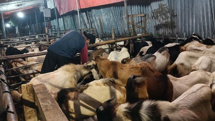 Perawatan Kambing Qurban