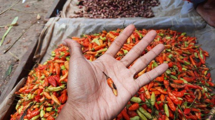 Cabai rawit merah yang telah membusuk akibat efek gagal panen.
