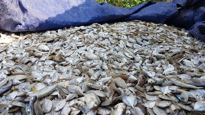 Ikan rucah, bahan baku susu ikan. Ikan ini populasinya sangat banyak, karena itu menjadi umpan ikan lain.