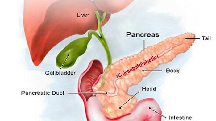 Bagi para diabetesi alias penyandang diabetes melitus (DM), disarankan agar mendapatkan asupan makanan bergizi seimbang sesuai kebutuhan.