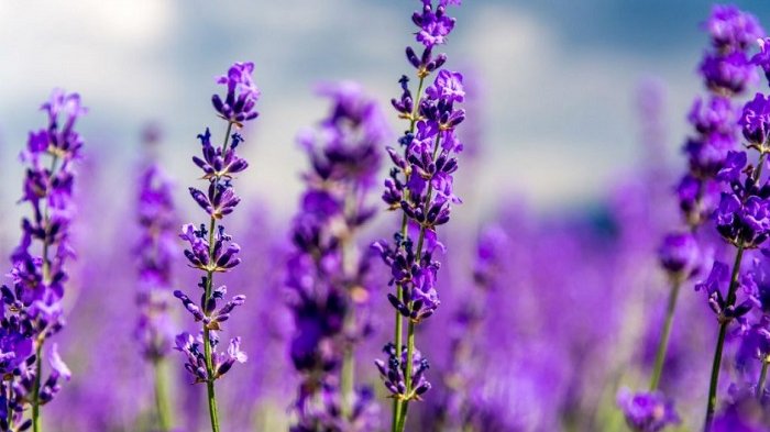Lavender: Bunga Tenang dan Penghilang Kecemasan!