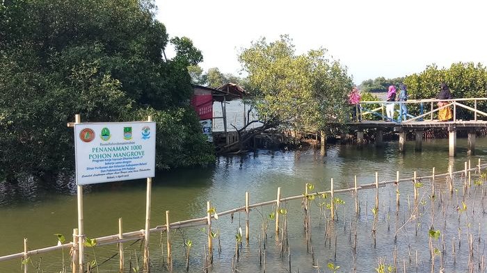 Kawasan Pusat Restorasi dan Pembelajaran Magrove Kabupaten Bekasi. Kawasan magrove itu terletak di dekat proyek PLTU Muara Tawar di Desa Segarajaya, Tarumajaya, Kabupaten Bekasi.