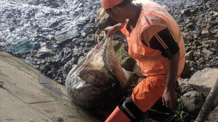 LIMBAH HEWAN KURBAN - Petugas PPSU mengangkat limbah hewan kurban yang dibuang sembarangan oleh warga.
