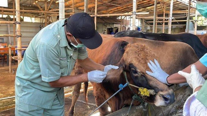 HEWAN KURBAN - Petugas kesehatan sedang melakukan pemeriksaan hewan kurban di Putra Jakarta Farm, Jalan Meruya Ilir Raya no 5, Kebon Jeruk, Jakarta Barat, Selasa (27/5/2025). Karena khawatir terjangkit sakit Antraks.