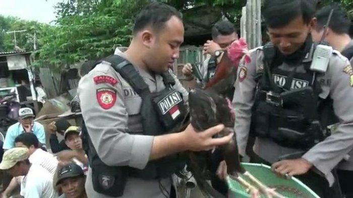 Penggerebekan judi sabung ayam di Kecamatan Plosoklaten