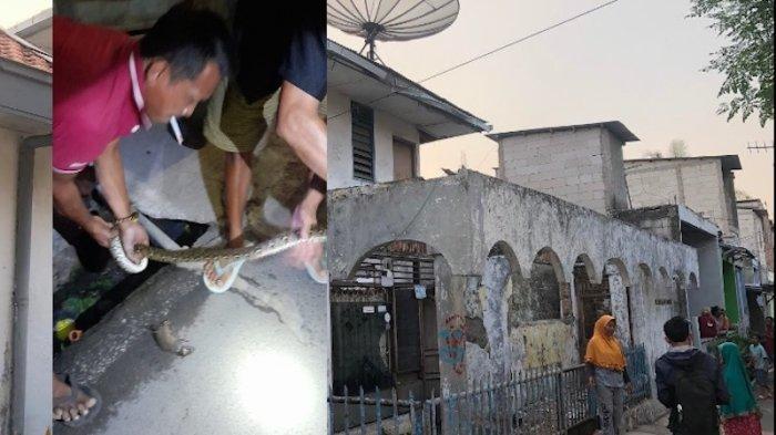 Ular yang terakhir ditangkap di sebuah rumah terbengkalai di RT 12/ RW 12, kelurahan Utan Kayu Selatan, kecamatan Matraman, Jakarta Timur yang diduga menjadi sarang ular, Rabu (3/10/2023).