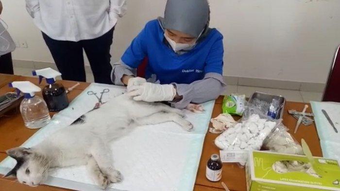 Ilustrasi - Dokter hewan sedang melakukan sterilisasi terhadap kucing.