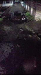 Ribuan tikus menyerang rumah warga di Karawang. Ini sungguh menyeramkan.