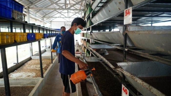 Warga Binaan Lapas Narkotika Jakarta membudidayakan belatung atau maggot black soldier fly (BSF).