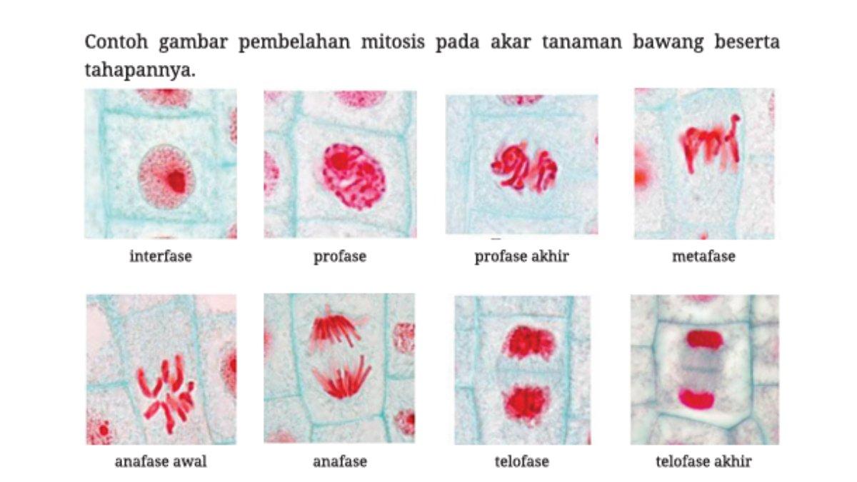 Gambar pembelahan mitosis pada akar tanaman bawang beserta tahapannya. Jawaban Aktivitas 2.9 halaman 85: tahap pembelahan mitosis tanaman bawang.