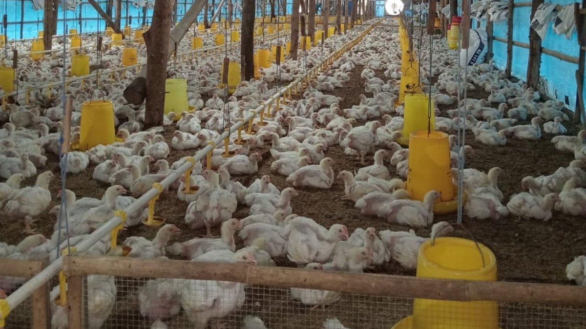 Potret peternakan ayam broiler di Dukuh Mesen, Desa Rejosari, Kecamatan Gondangrejo, Kabupaten Karanganyar.