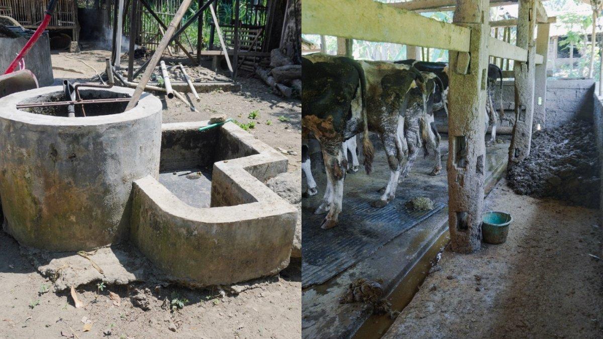 Potret Biogas dan kandang tempat limbah kotoran dan urin sapi bahan biogas di Dukuh Dungus, Mundu, Klaten, Jawa Tengah, Selasa (14/8/2024).