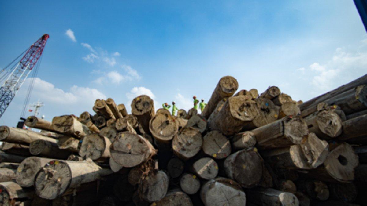 Bongkar Muat Kayu Log
