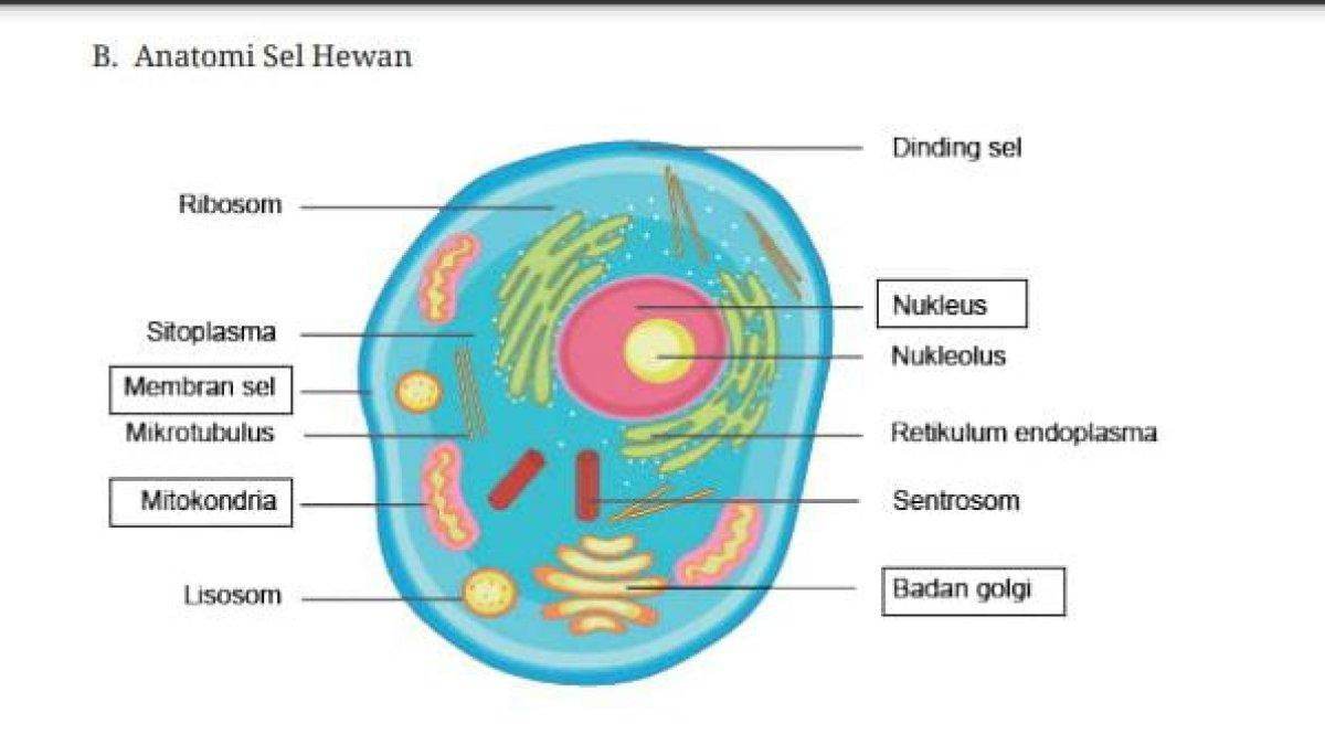 Gambar 1.11 Diagram sel hewan. Jawaban untuk mengisi kotak kosong diatas